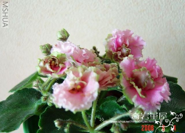 M-F-10 Sassy Sister �ۻ��ذ��Ϻ�о�̱�.jpg