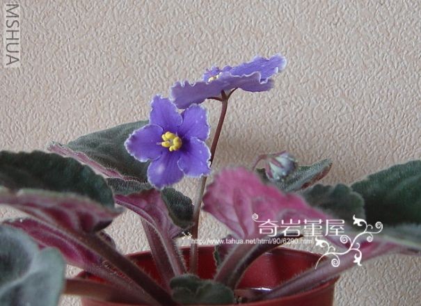 Z-39(Opera Romeo).jpg