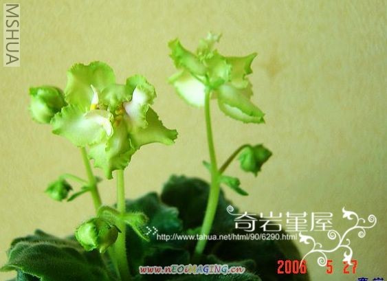 L-4-Irish Maiden.jpg