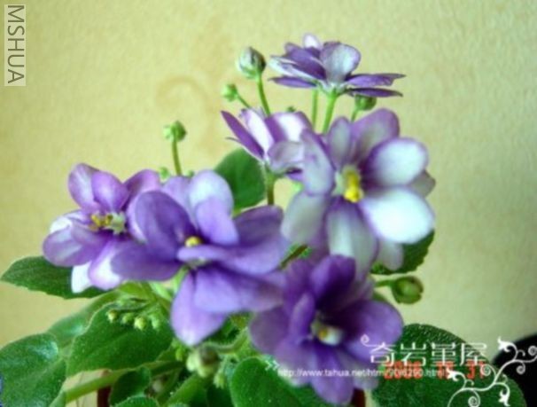 M-Z-6(G6-Rob��s Tippy Toe).JPG