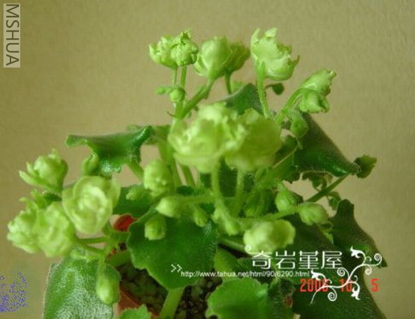 M-L-1-Irish Flirt-C50������ɫ�ذ����.jpg