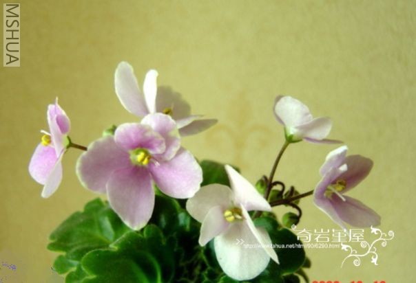 M-F-11��Tomsen ��SH14.JPG