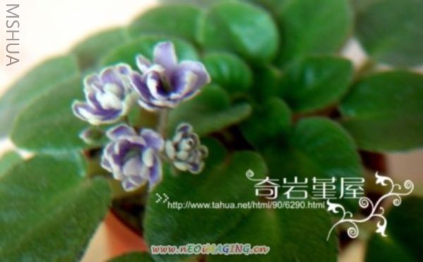 M-Z-16(Gleecful Elf SH2).JPG