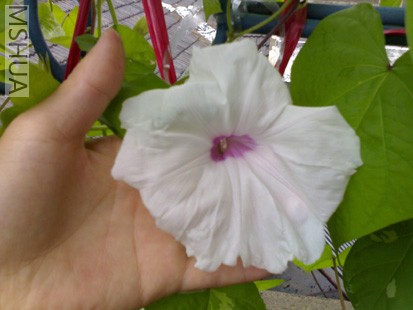 Ӧ����ƽ��֮���