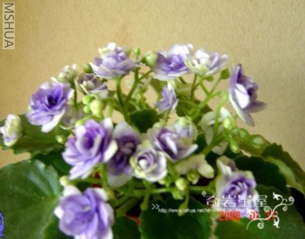 M-Z-10(B20��Optimara Little Moonstone,С��ʯ).JPG