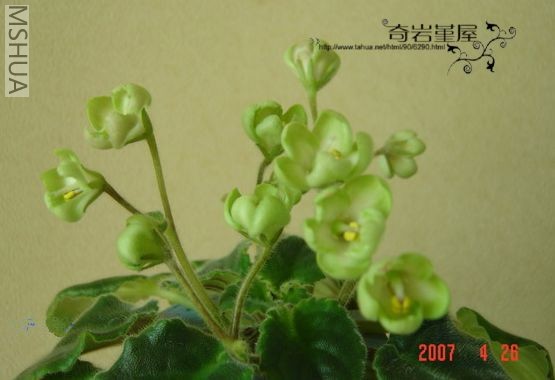 L-2-Emerald Love.jpg