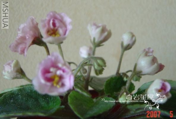 M-F-4(lillte chatter box  С��ϻ�ӷۻ������).jpg