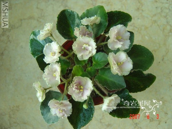 s Antique Rose��.jpg