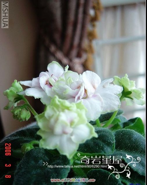 L-1��spring kiss).jpg