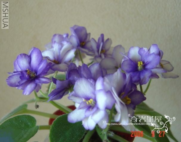 s loose noddle(��������).JPG