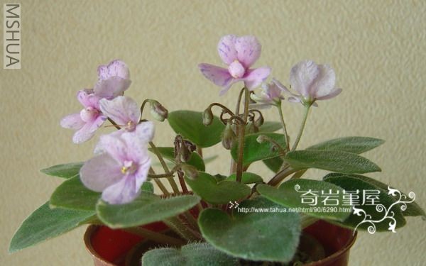 M-F-19(Fan trail).jpg