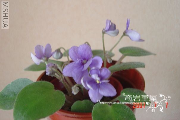 M-Z-14(Fan trail SH1������).JPG