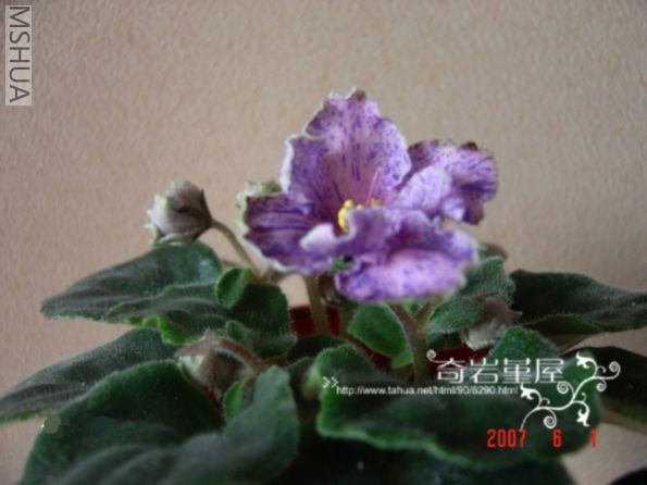 G-1-Victorian Flirt(��)Ҷ��.jpg