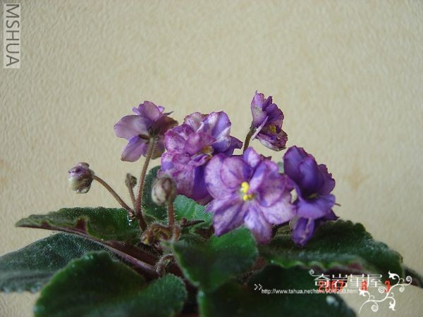 M-F-9(Rob��s Mad Cat ��è��.JPG