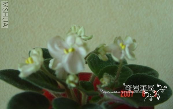 M-F-7��perfect peach B39С���ذ��̱�).jpg