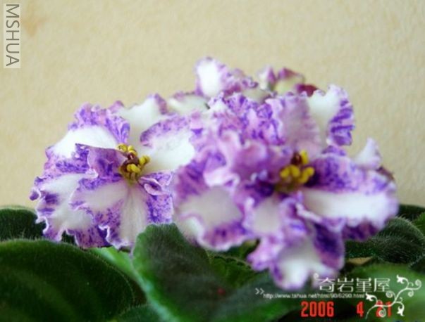 G-1-Victorian Flirt(��).jpg