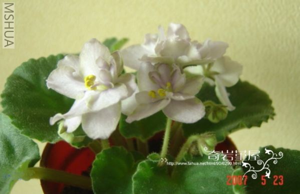 L-8-Sileve Smoke.jpg