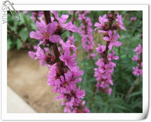 ������С ��50.jpg