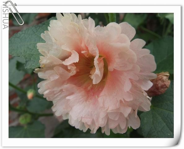 ������С ��53.jpg