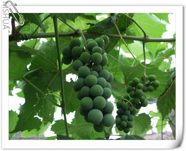 ������С ˮ������43.jpg