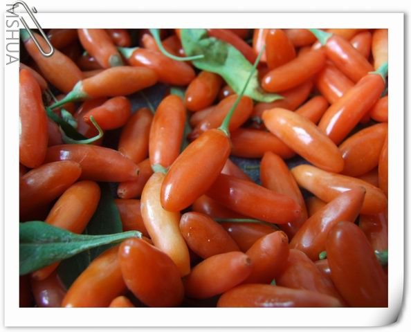 ������С ˮ�����46.jpg