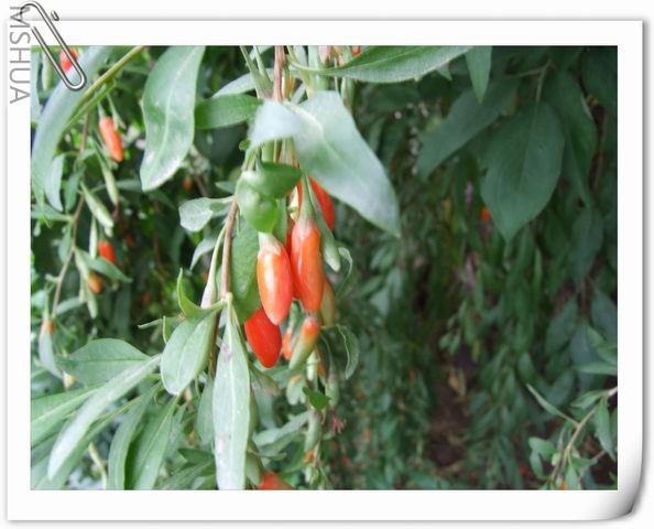 ������С ˮ�����44.jpg