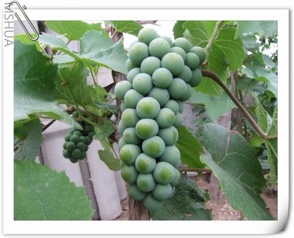 ������С ˮ������41.jpg