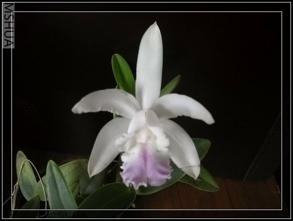 C.intermedia var.suavissima Tokyo 1st12woc.jpg