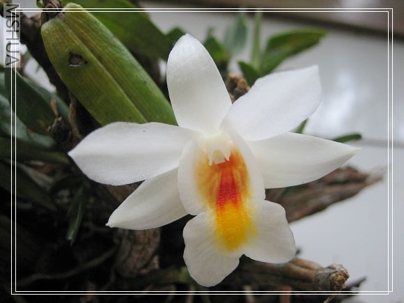 Dendrobium margaritaceum ( Dendrobium christyanum ).jpg