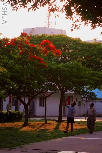 �칫�Ҷ���