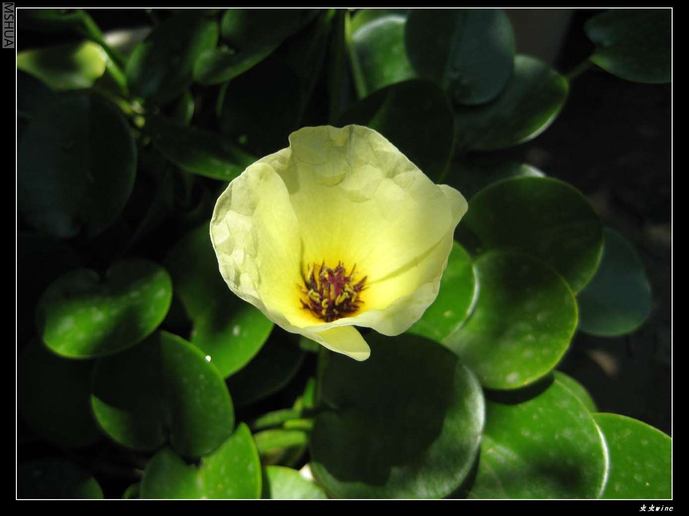 ��֪���Ļ���ˮ����