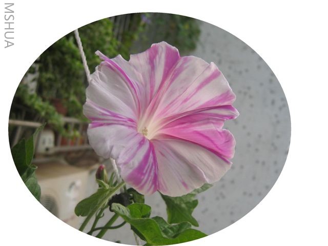 ��ɫ����ţ