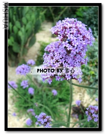 ����ɫ�����޲ݽ����ܿɰ�~