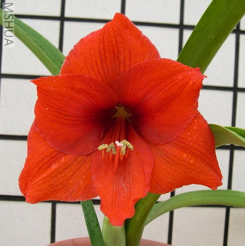 Orange Sovereign.jpg