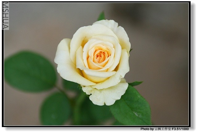 �Աߵ���һ��Ҳ����