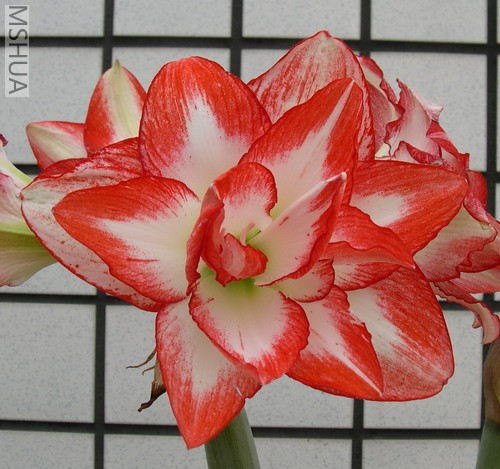 Flaming Peacock2.jpg