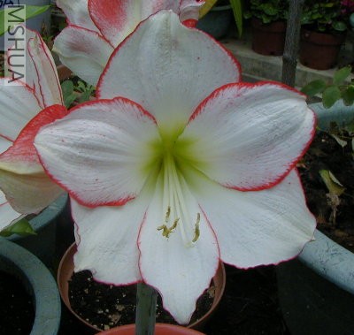 President Johnson.jpg