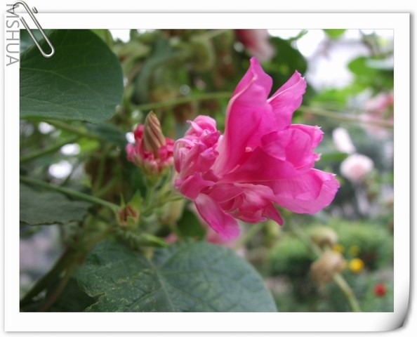 ������С DSCF0010.jpg