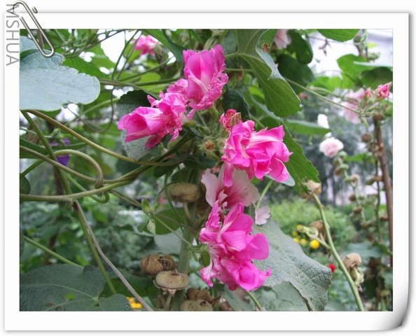 ������С DSCF0011.jpg