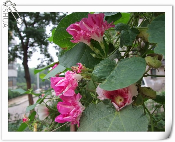 ������С DSCF0013.jpg