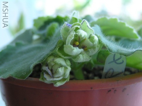 moon gold(�ƻ��ذ�)