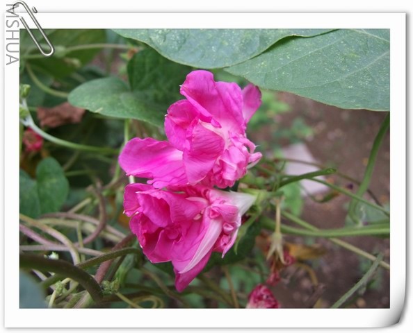 ������С DSCF0005.jpg