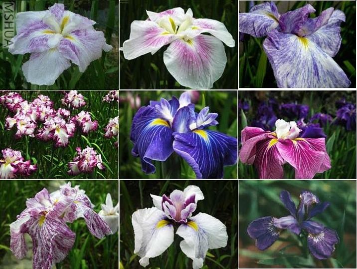 �ձ�������