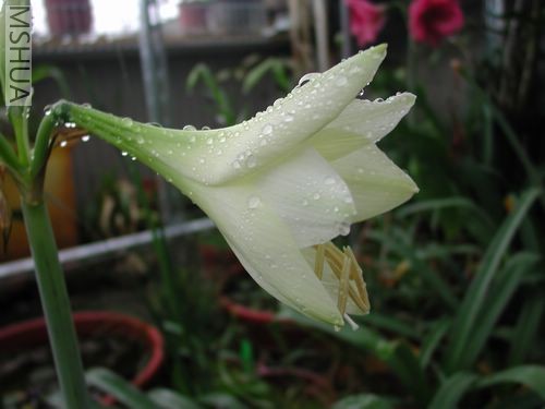 Yellow Hybrides-3.jpg