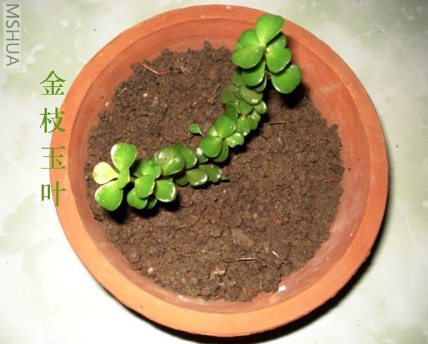 ��֦��Ҷ.jpg
