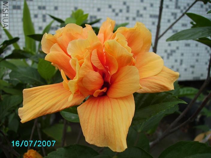 ������һ����ɫ��һ����.