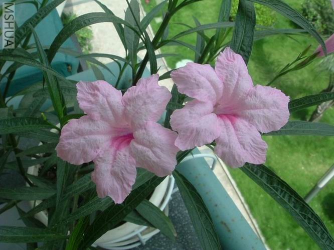 ������С ������С DSCF3205.JPG