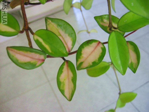 �������Ҷɫ