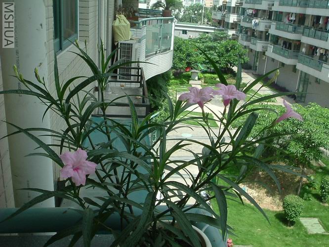 ������С DSCF3204.JPG