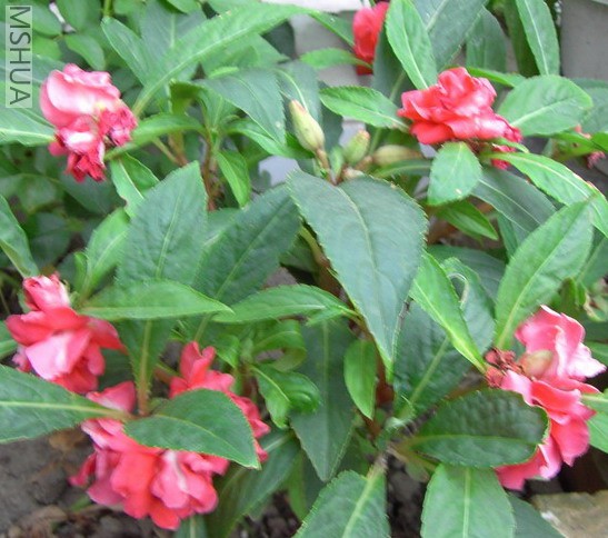 PICT0156.JPG